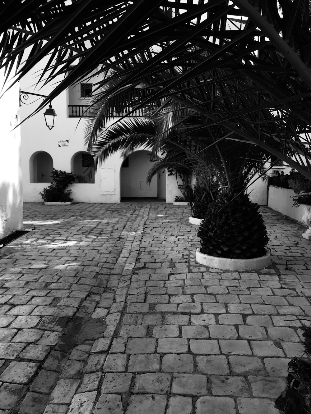 grayscale photo of pathway between palm trees
