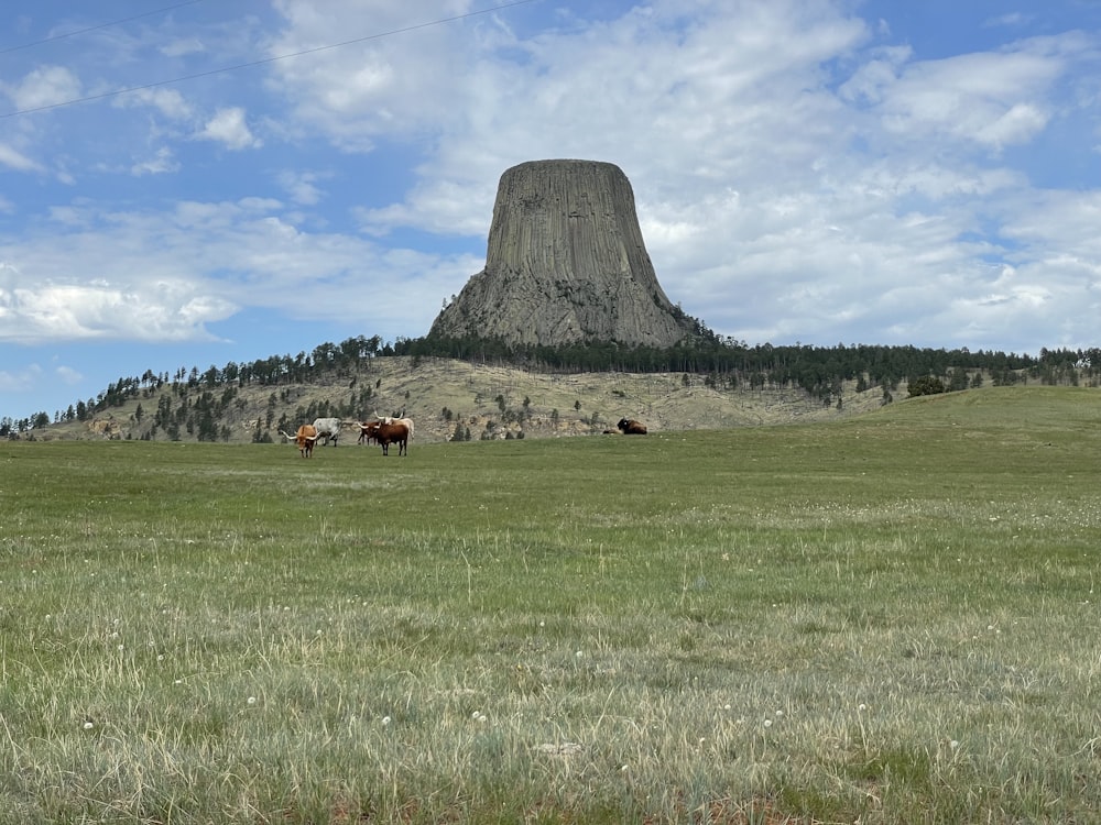 brown horse on green grass field near gray rock formation during daytime