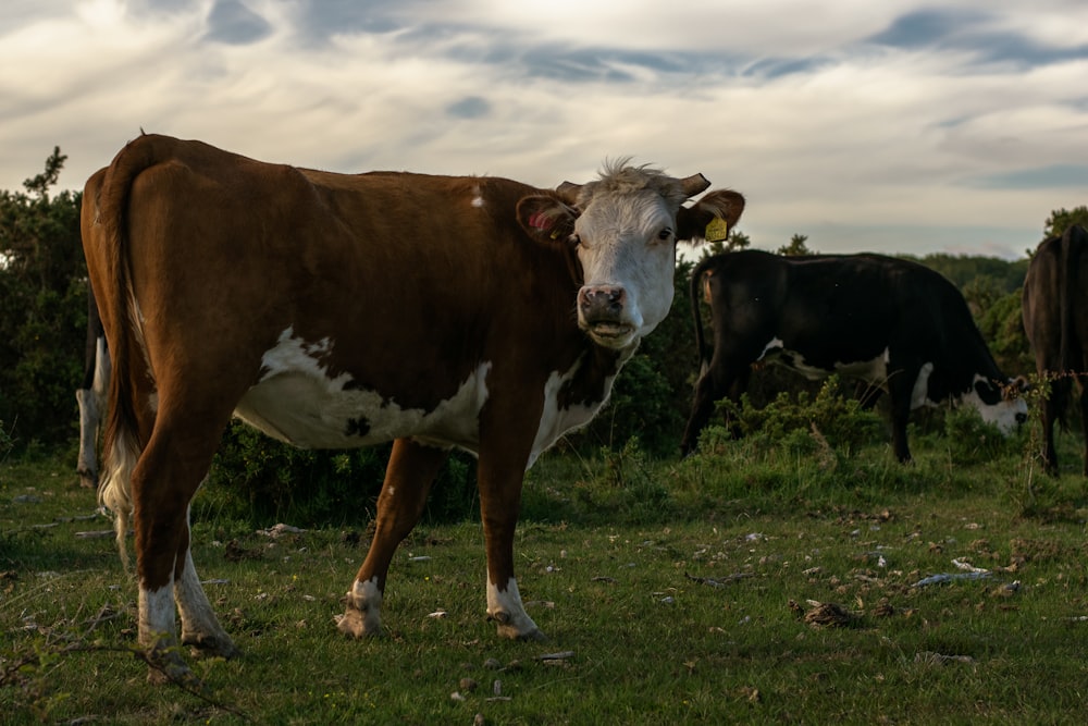 vaca marrom e branca no campo de grama verde sob nuvens brancas durante o dia