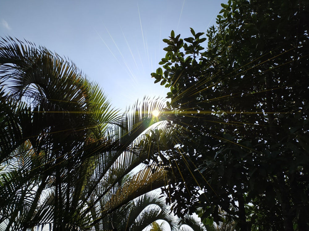 green palm tree under blue sky during daytime