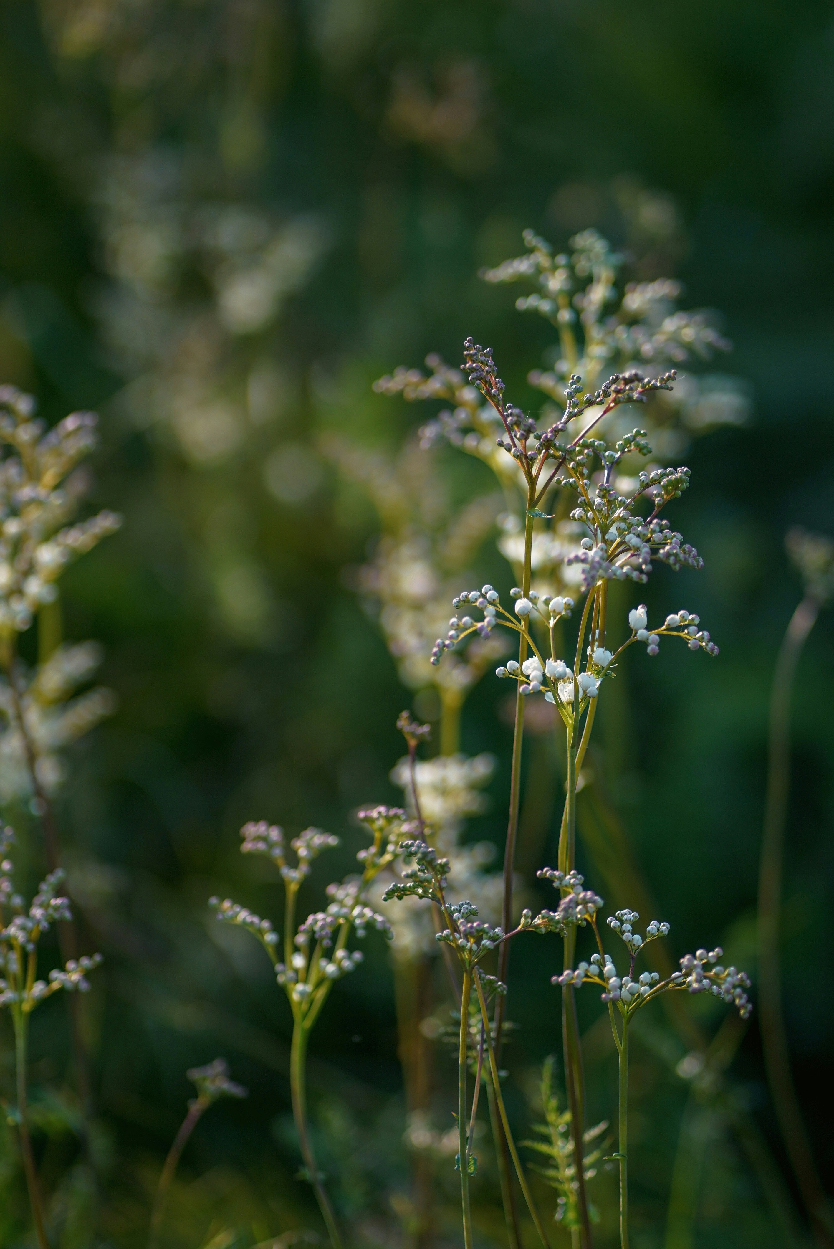 Photo by annabell_flem