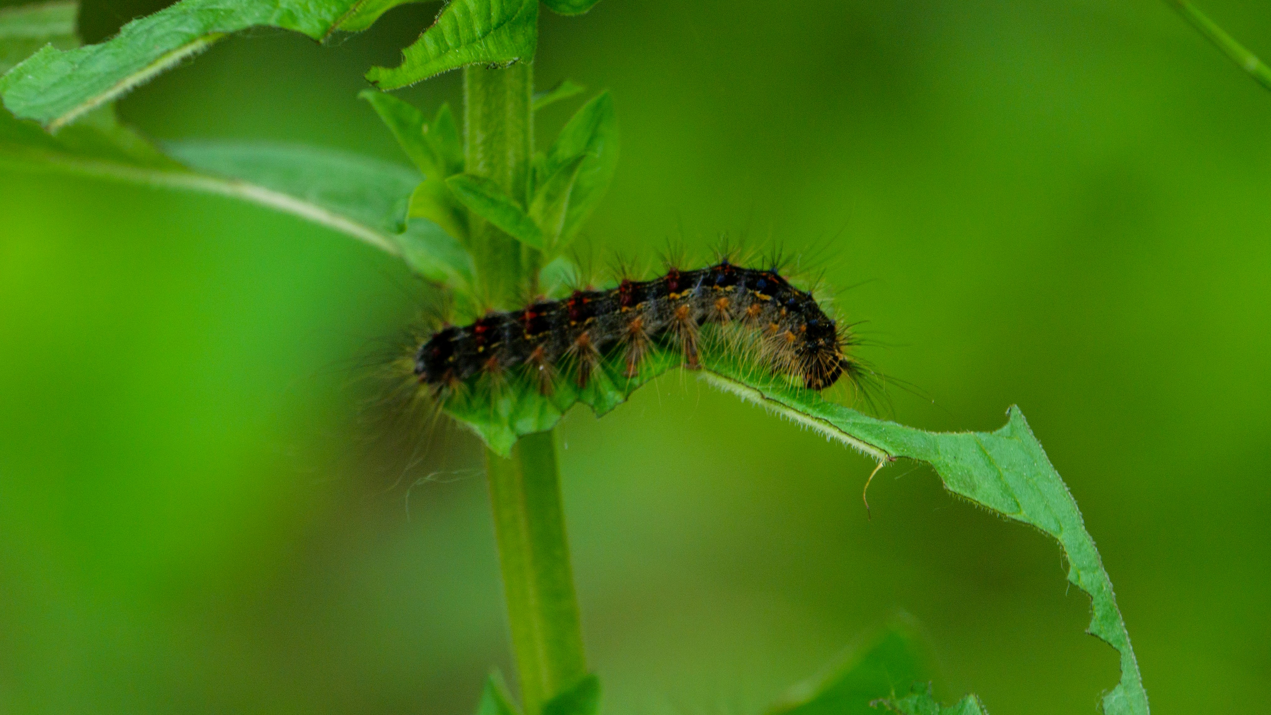brown and black caterpillar on green plant