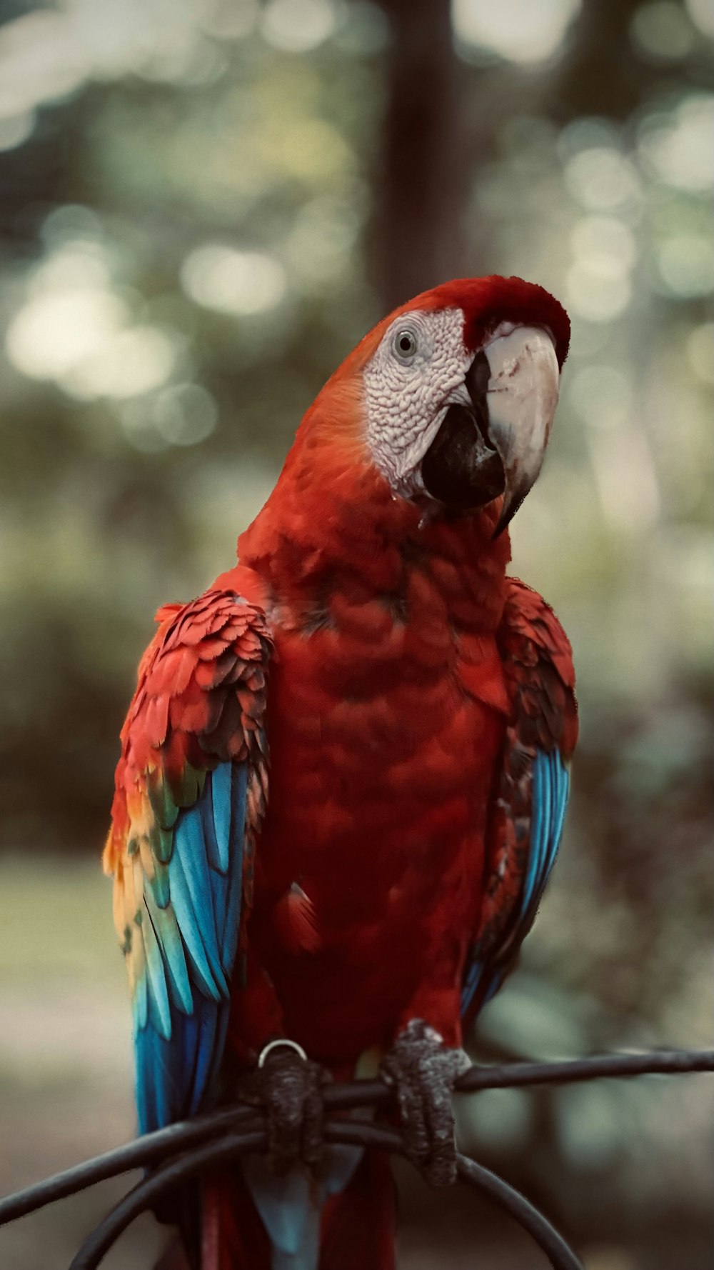 Loro rojo, azul y blanco