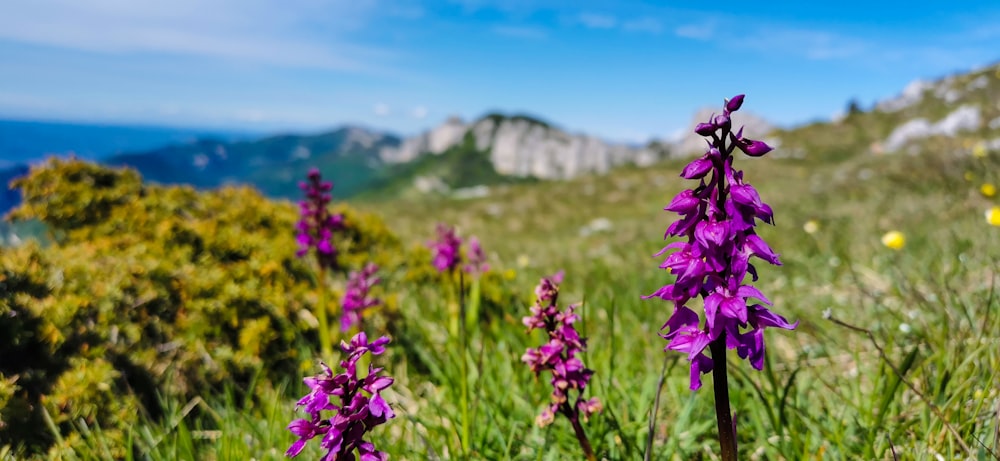 Lila Blumen in Tilt Shift Linse