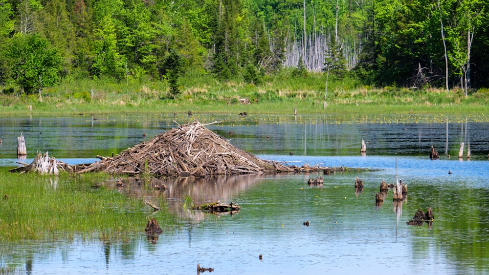 people swimming on lake during daytime