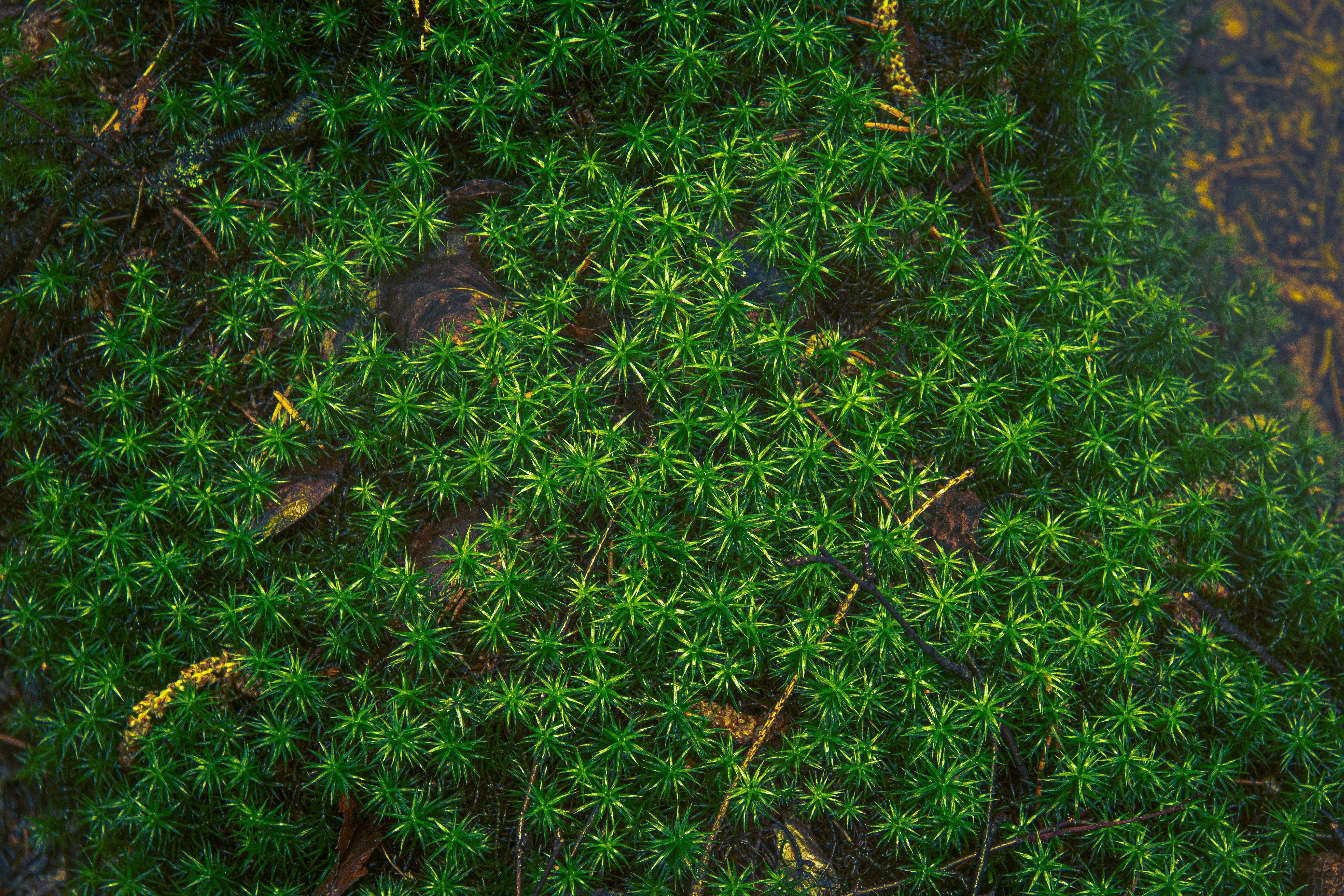 Photo by sunnystatue