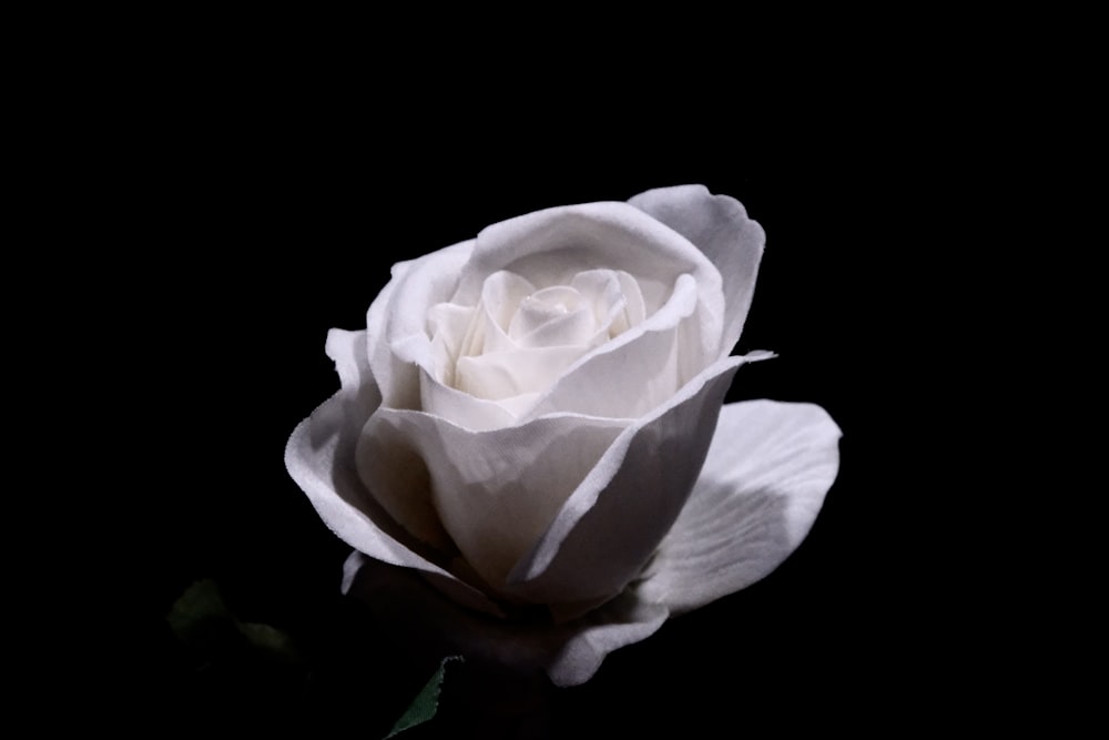 white rose in black background