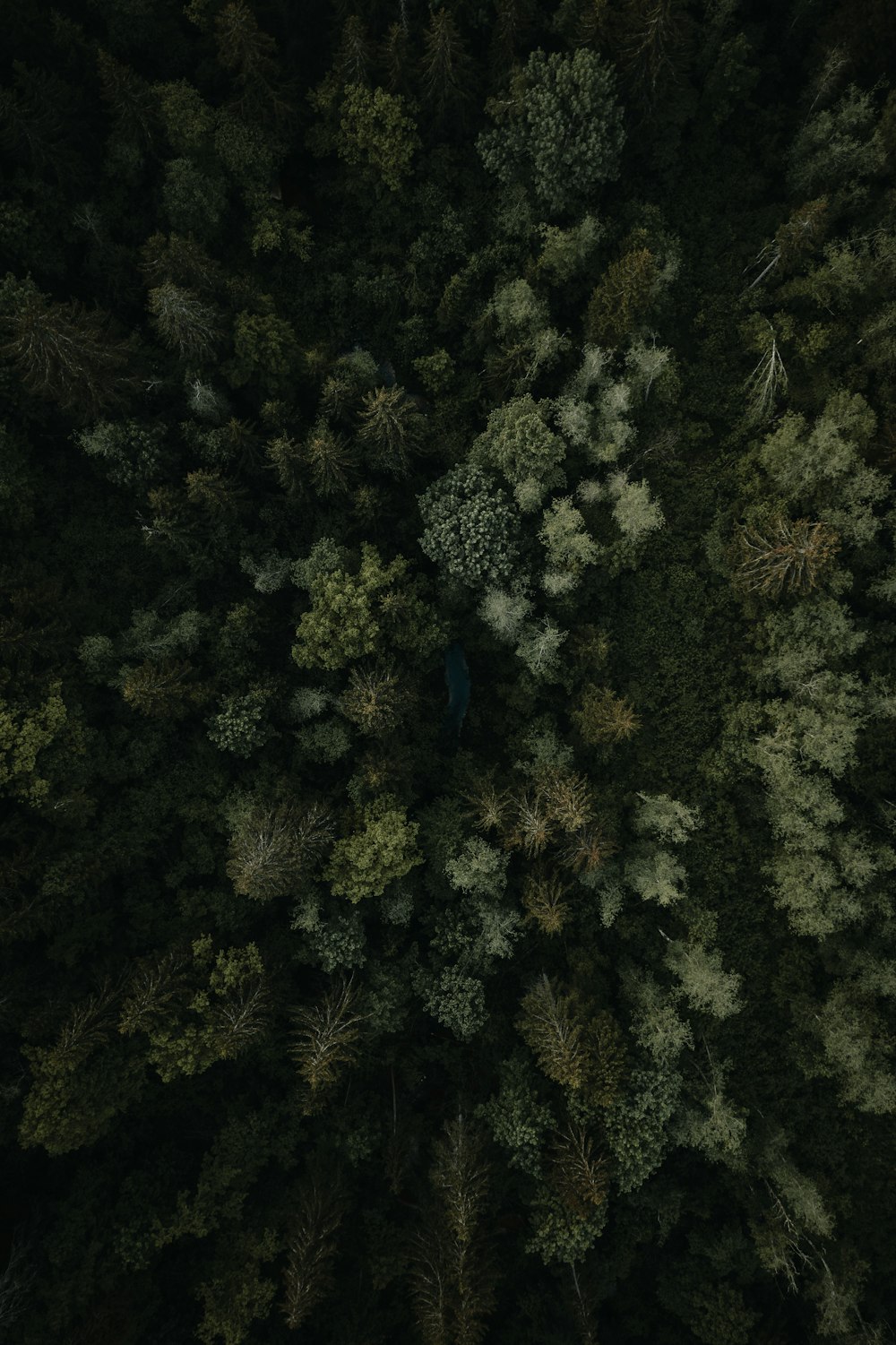 aerial view of green trees during daytime