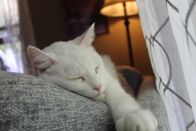 A sleepy white cat curled into a perfect circle on a sunlit sofa.