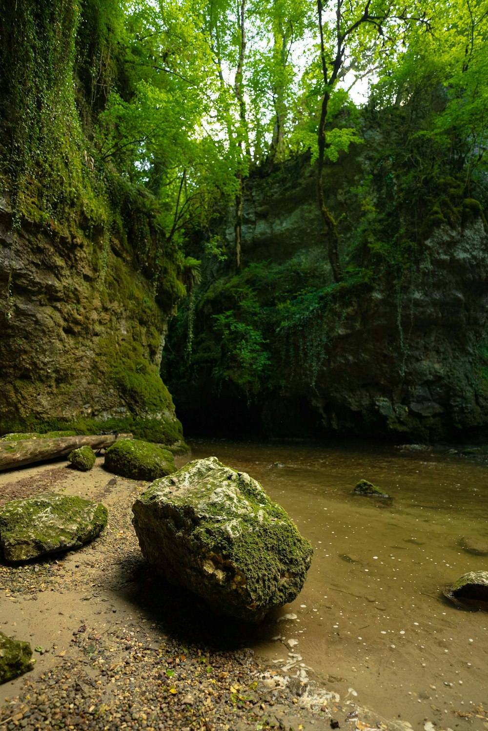 tronco de árbol marrón en el río