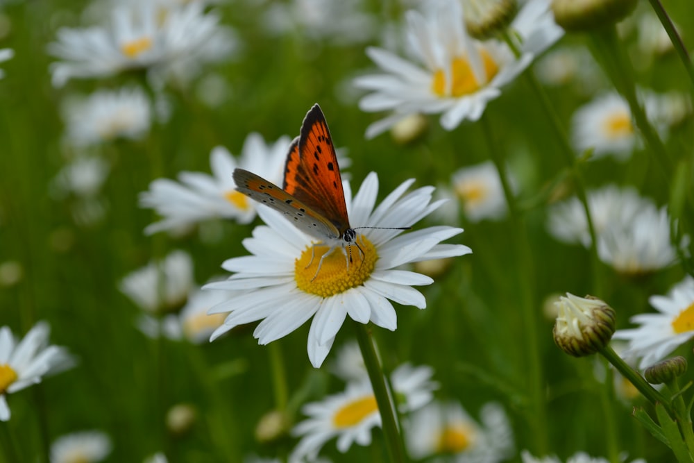 mariposa marrón y negra sobre flor de margarita blanca