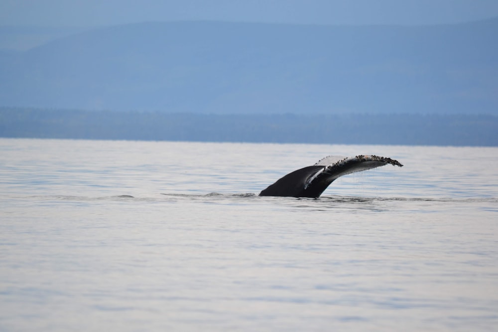 whale jumping over the sea during daytime