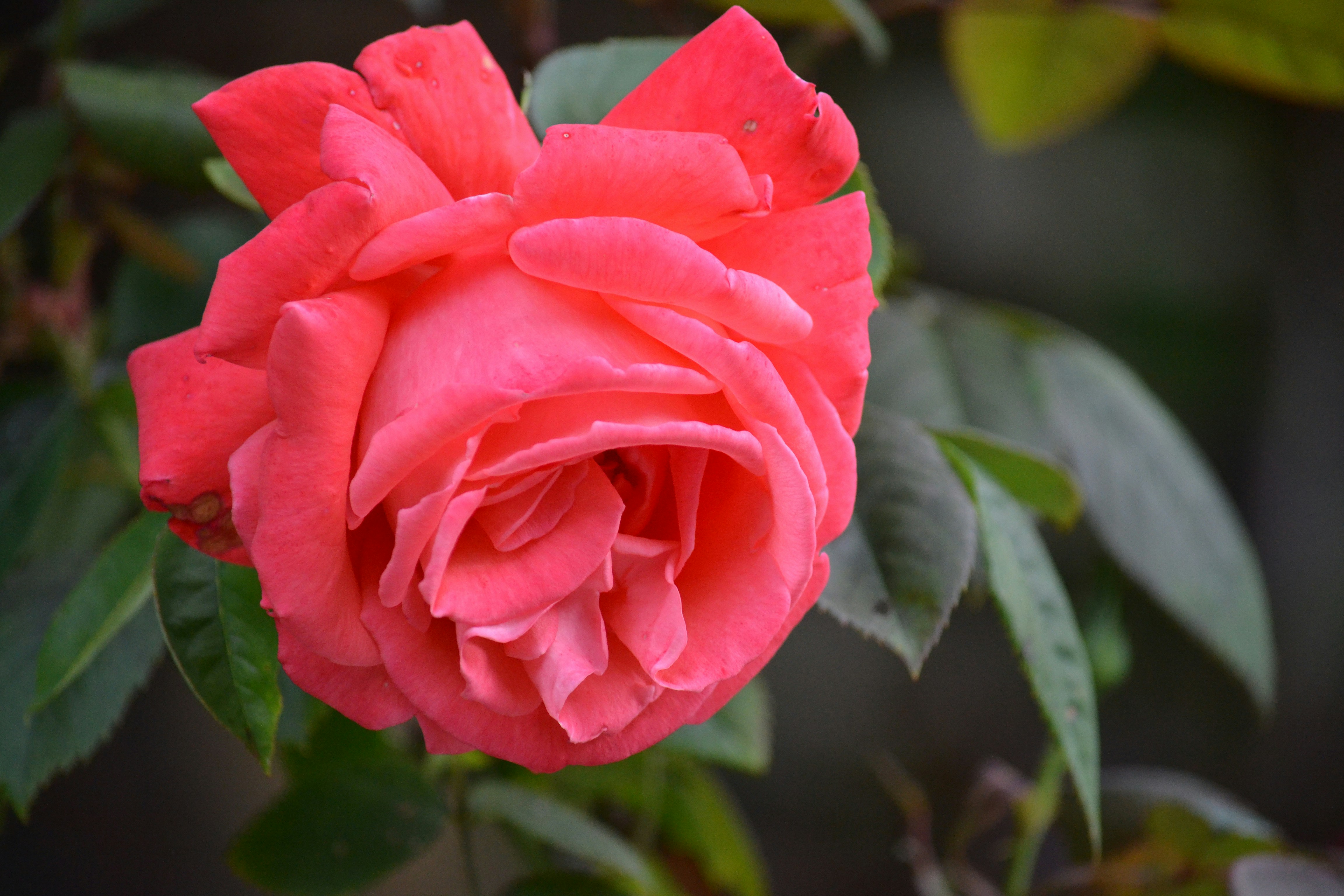 Photo by kristinjarvis