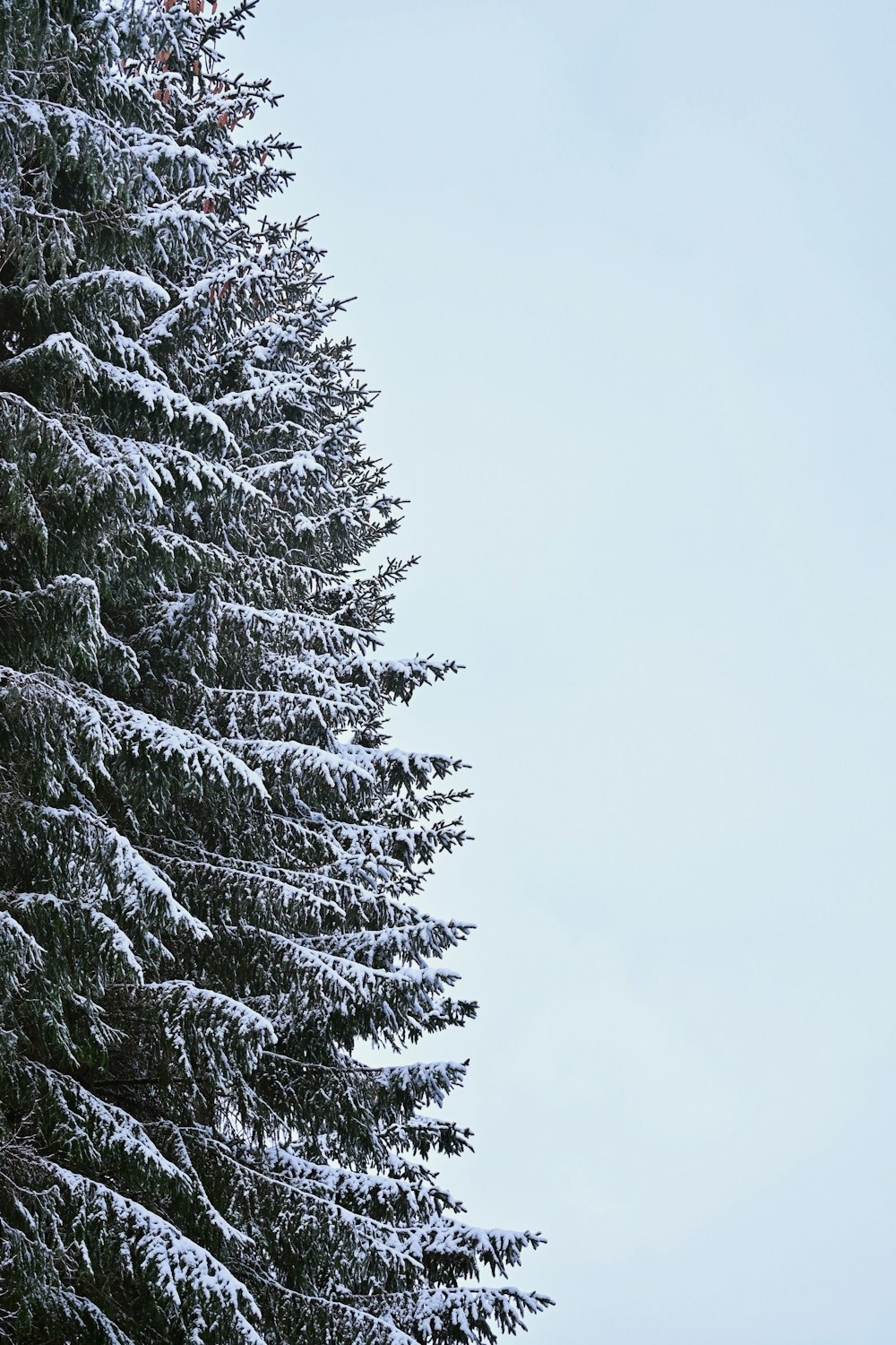 snow covered pine tree during daytime