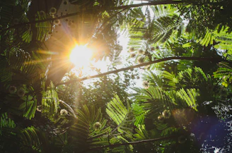 sun rays coming through green leaves