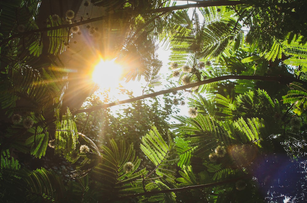 sun rays coming through green leaves