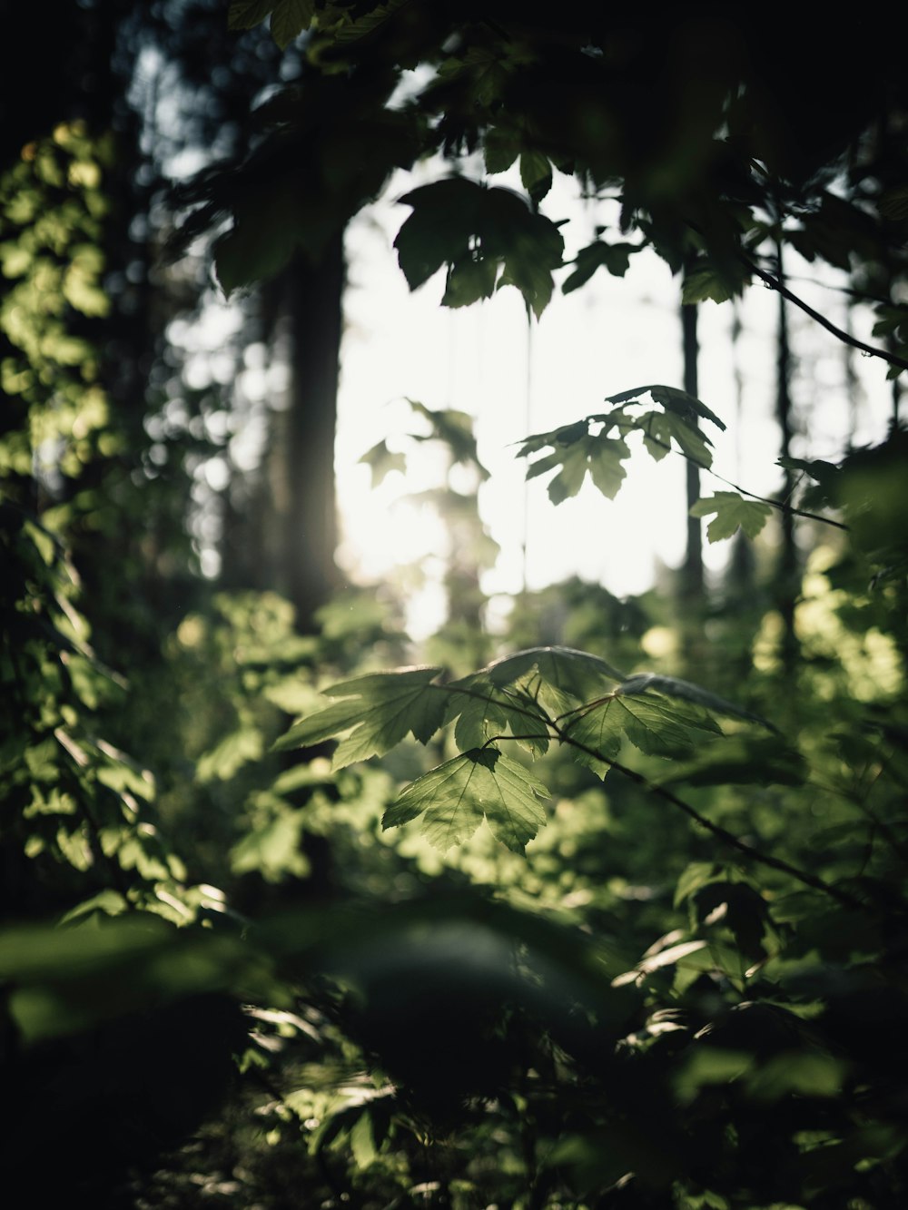 green leaf trees during daytime