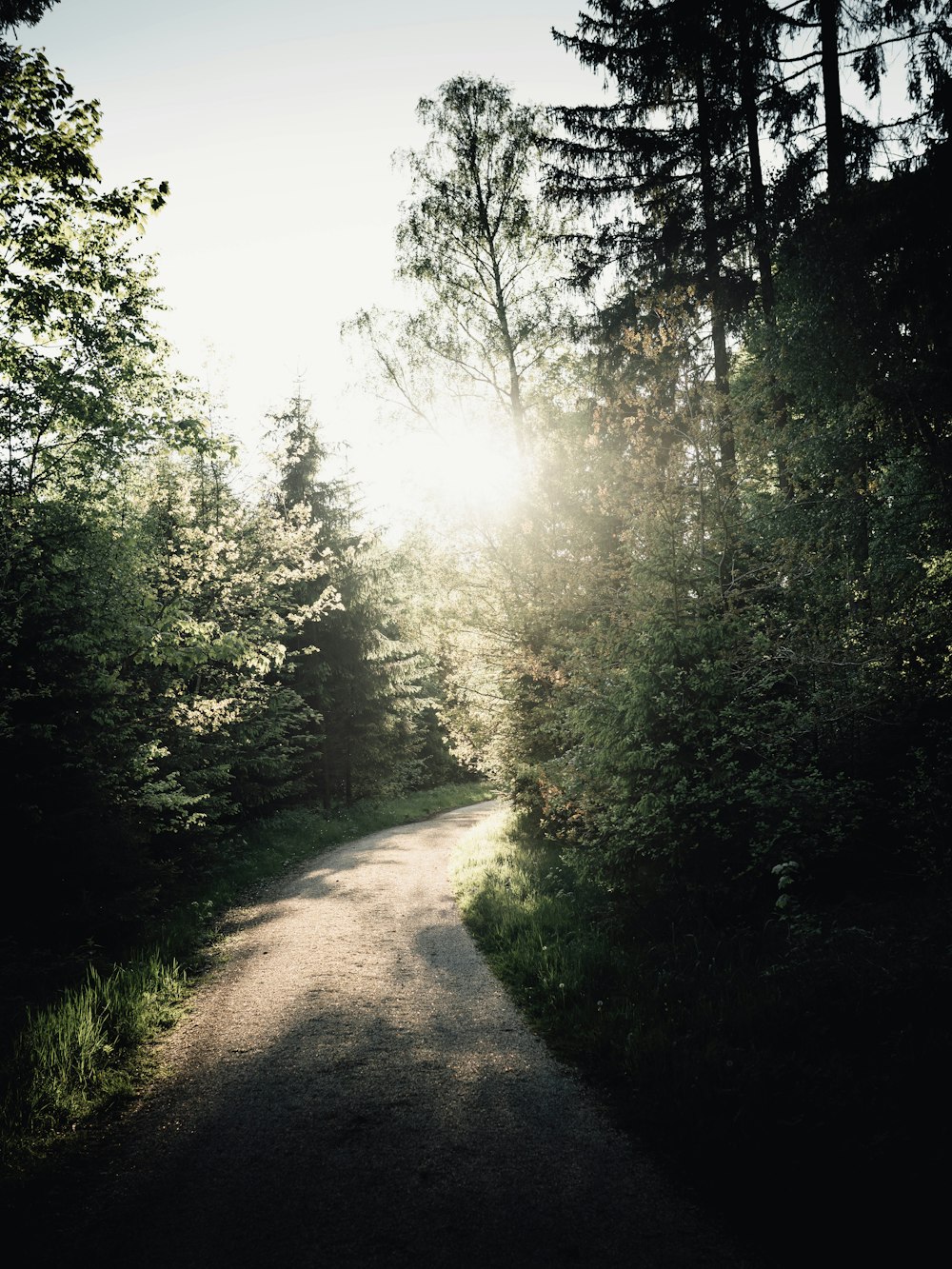 Grüne Bäume und brauner Feldweg