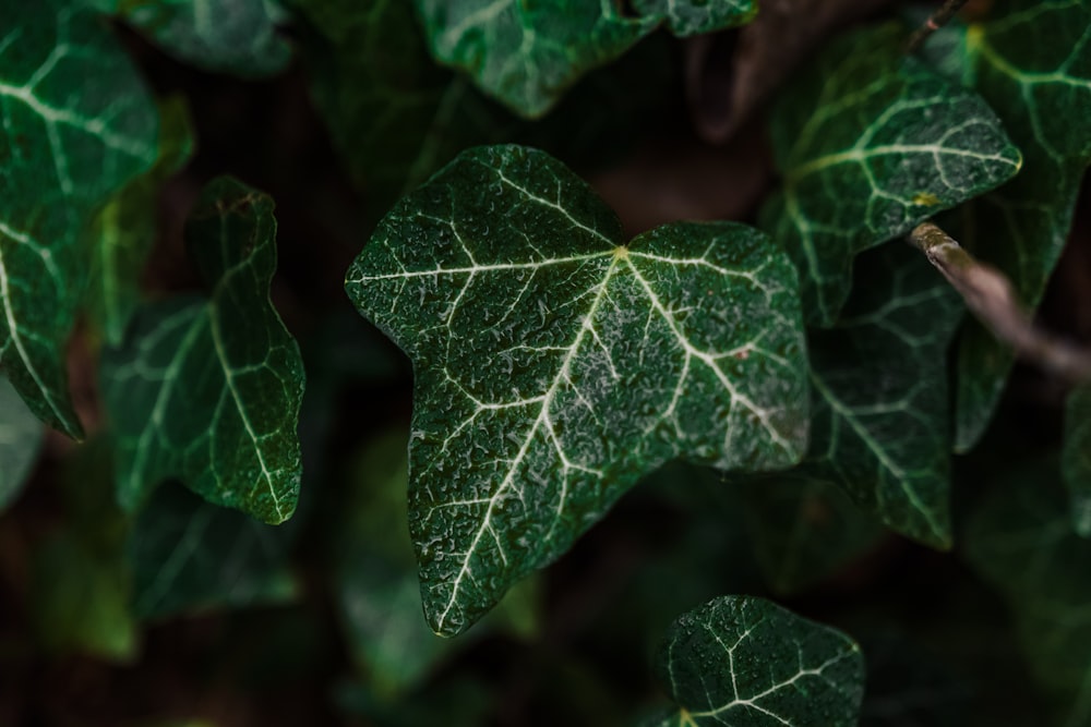 green leaf in close up photography