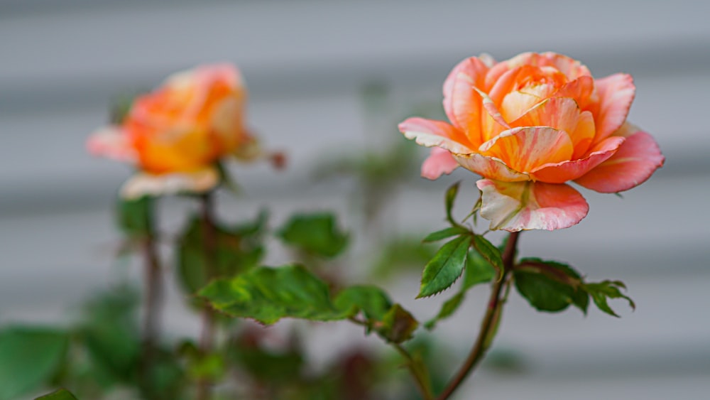 orange flower in tilt shift lens