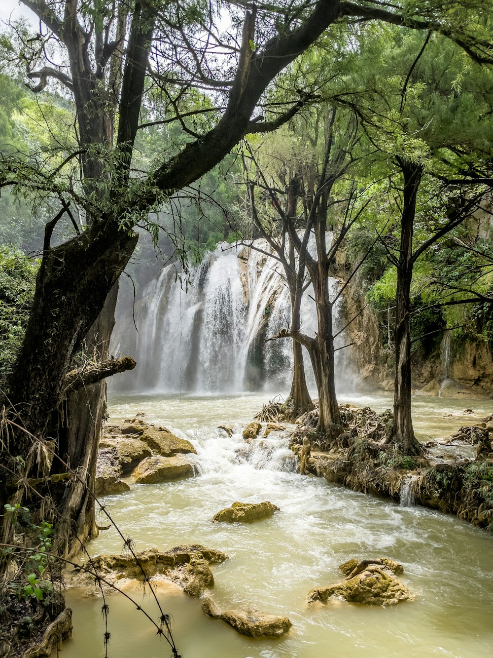 brown tree trunk near water falls