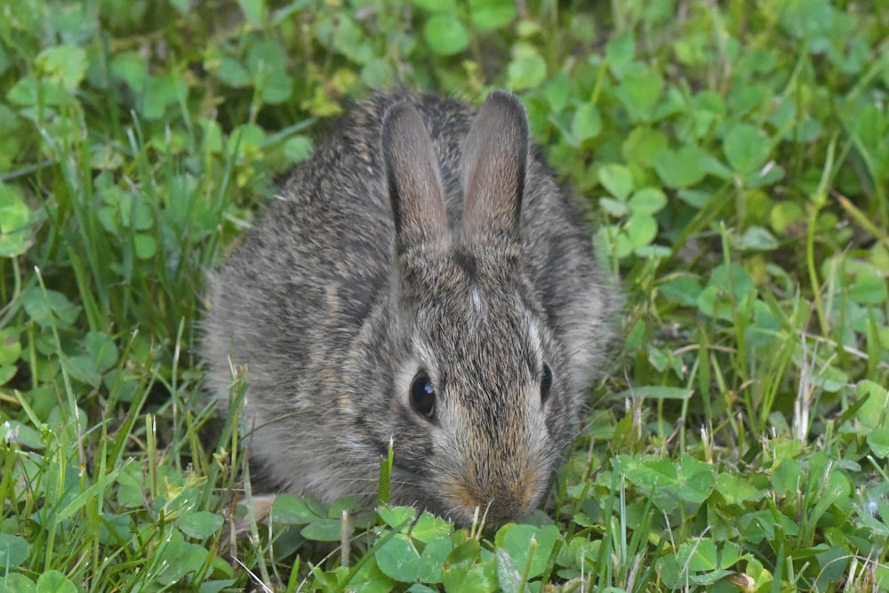 gray rabbit on green grass during daytime