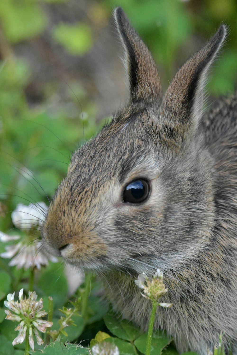 brown rabbit on green grass during daytime