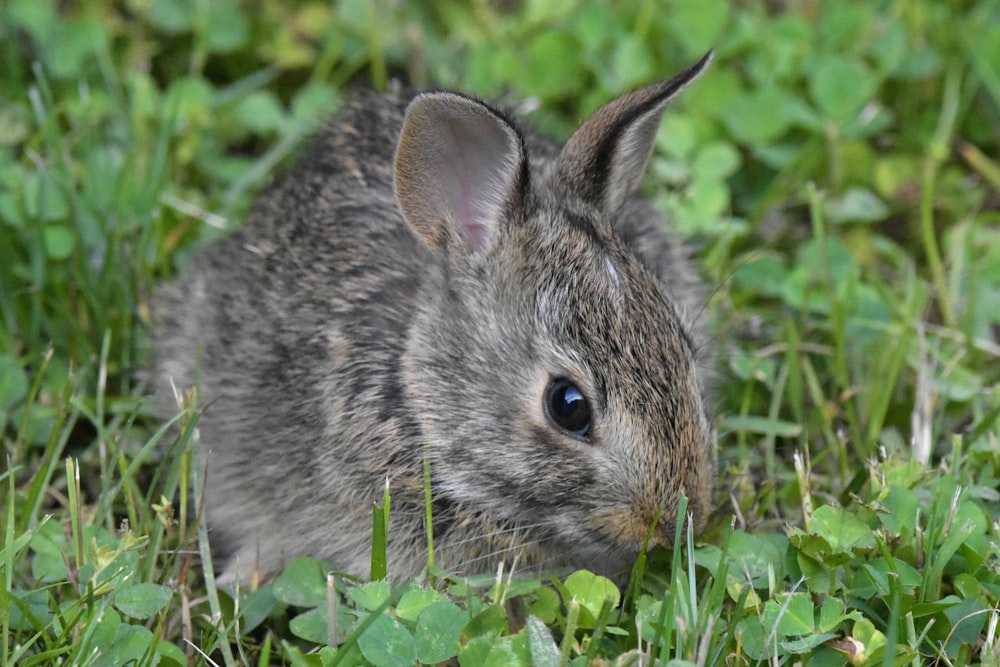 gray rabbit on green grass during daytime