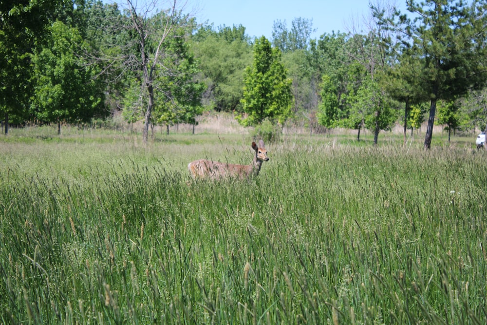 brown deer on green grass field during daytime