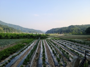 green plants on the field during daytime