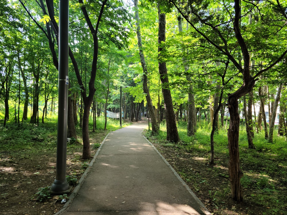 gray concrete road between green trees during daytime