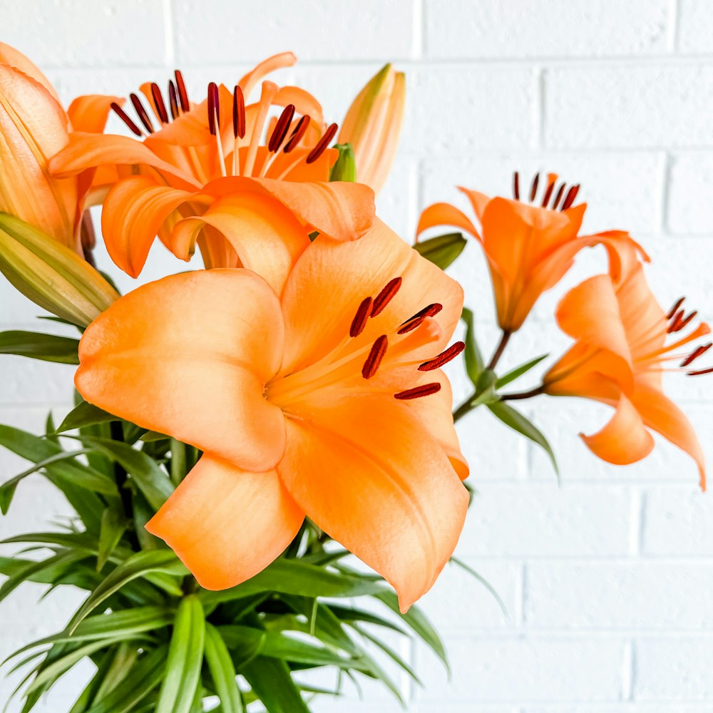 flor naranja con hojas verdes