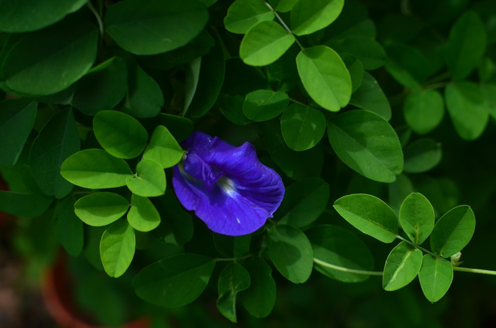 purple flower in tilt shift lens