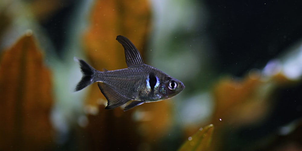 blue and white fish in water