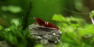 red and white fish on gray rock