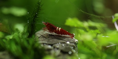red and white fish on gray rock