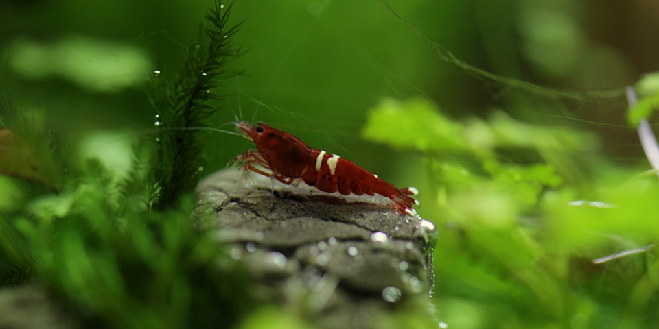 Keeping Freshwater Shrimp: A Beginner's Guide