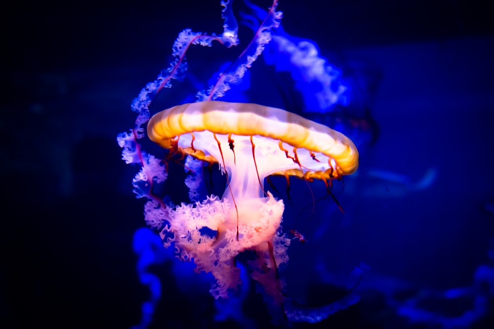 blue and white jellyfish in water