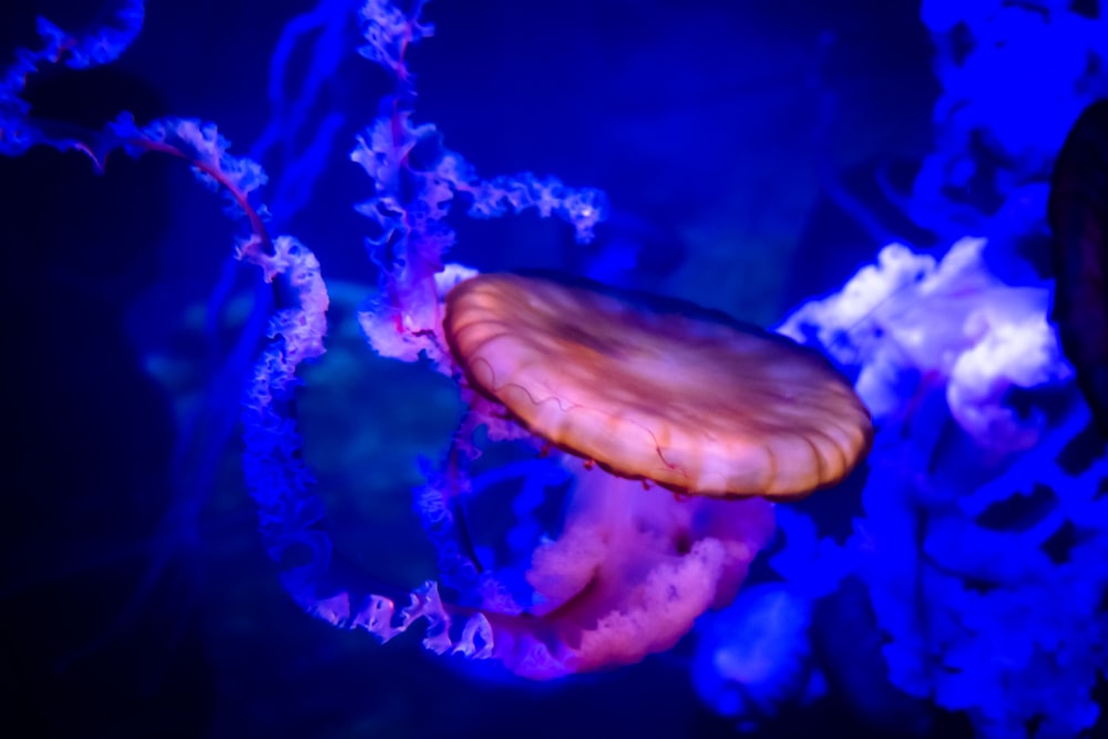 brown jellyfish in body of water