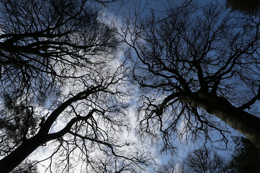 bare tree under blue sky
