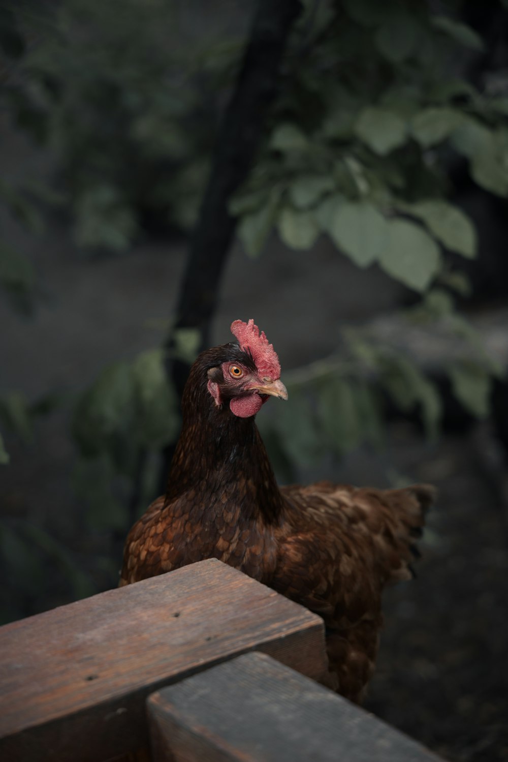 brown hen on brown wooden table