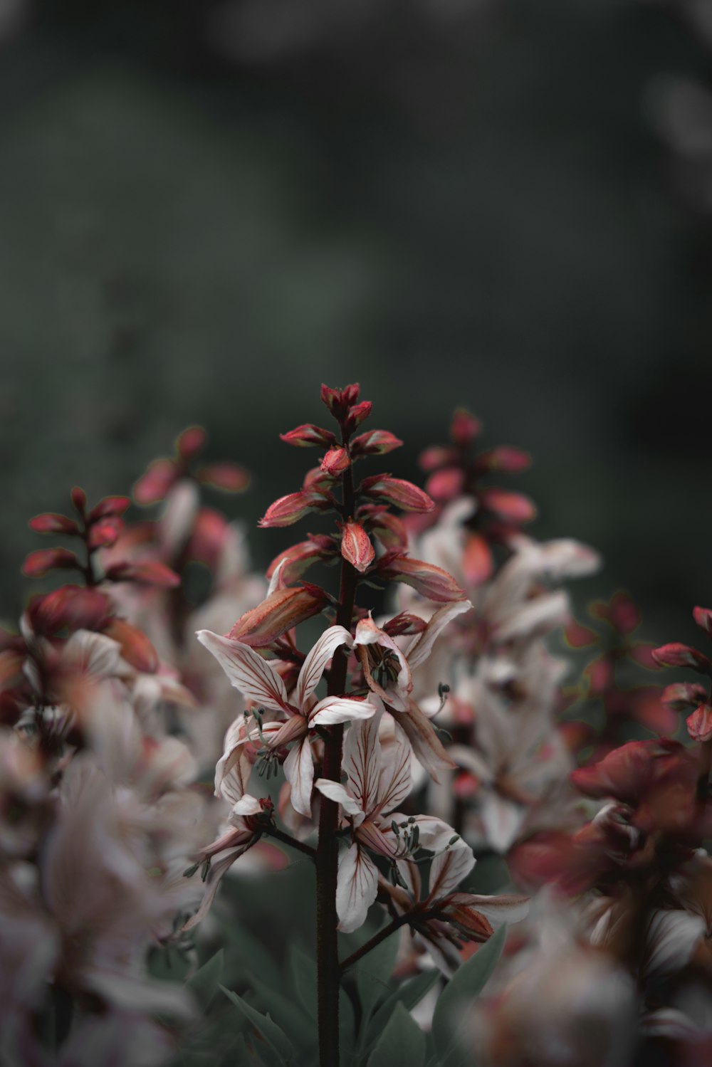 Flores rojas y blancas en lente de desplazamiento de inclinación