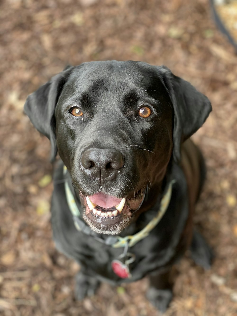 black labrador retriever with red collar