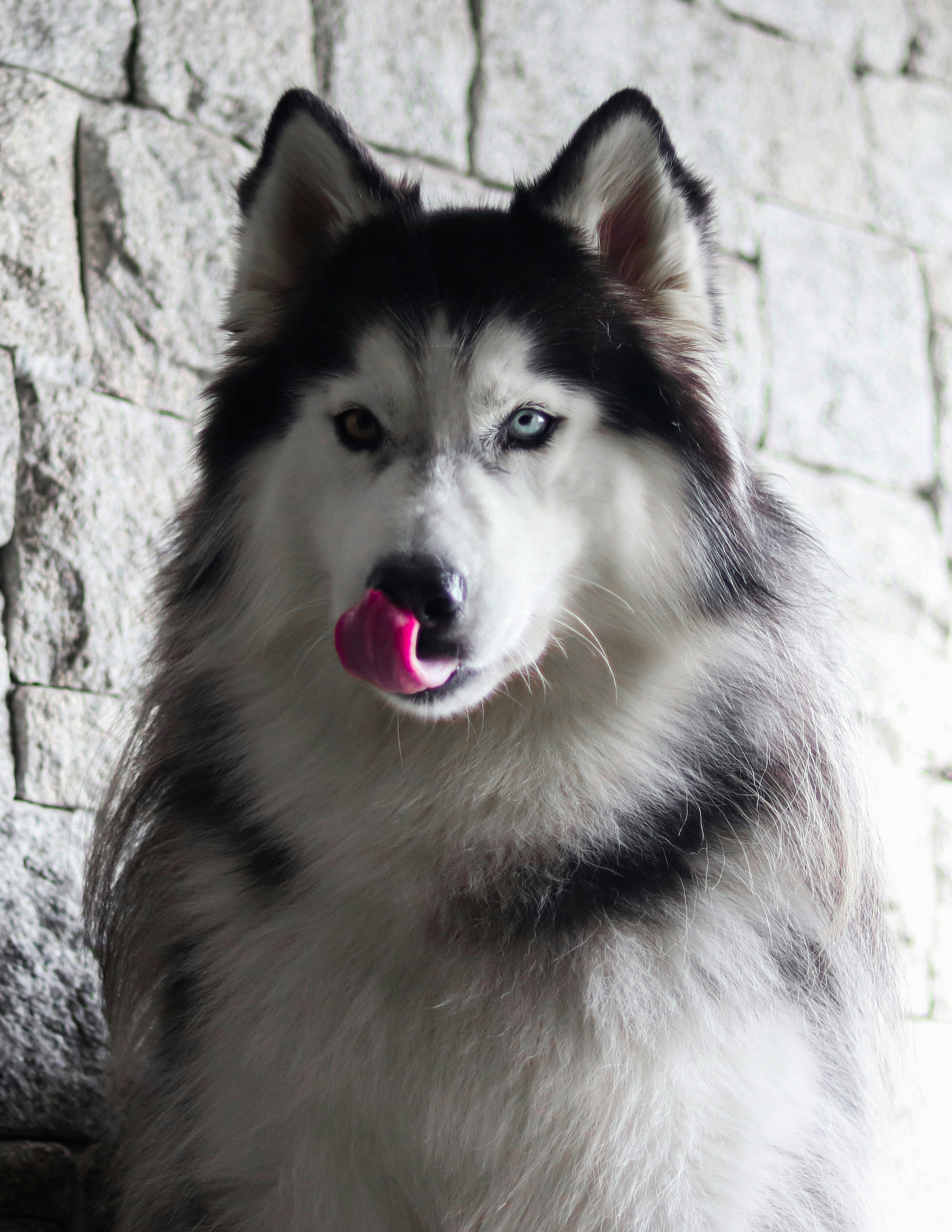 Siberian Husky bianco e nero foto – Immagine gratis di Animale su Unsplash, image size:3000x3882