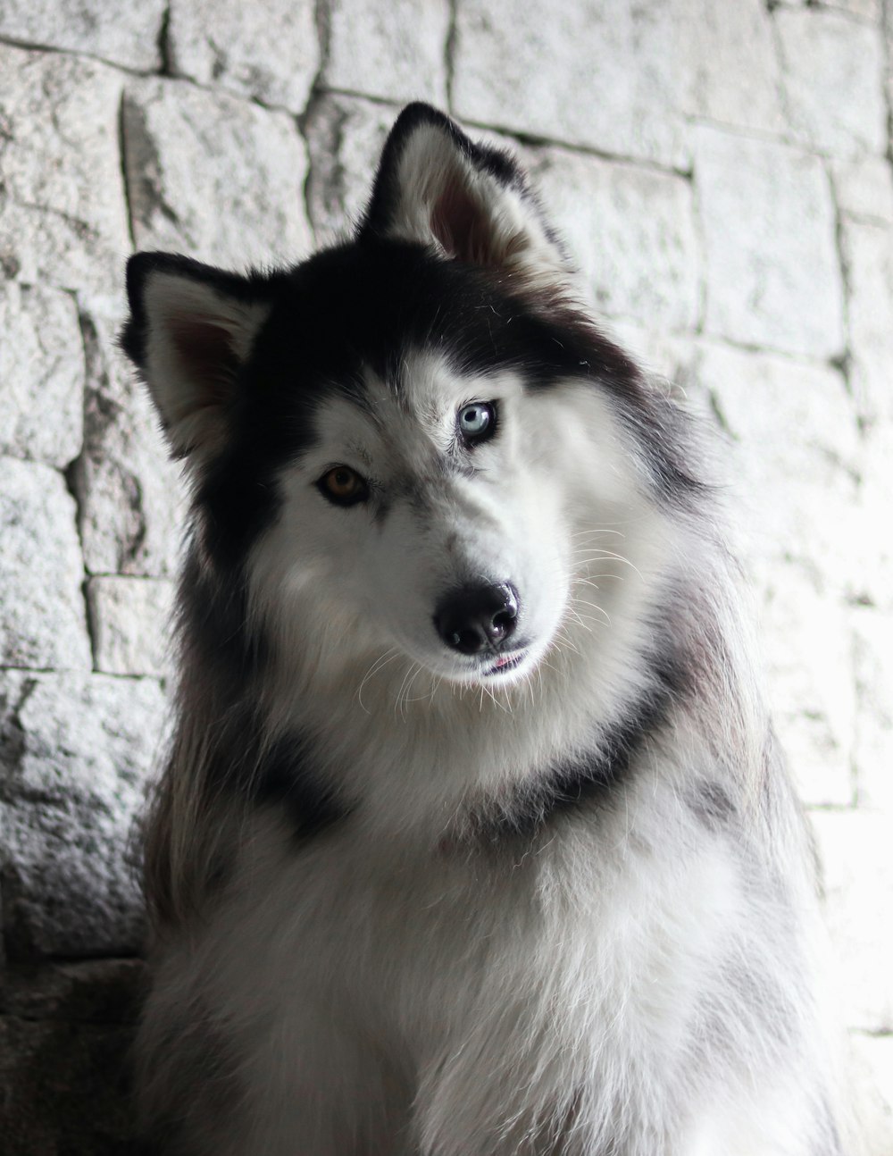 white and black siberian husky