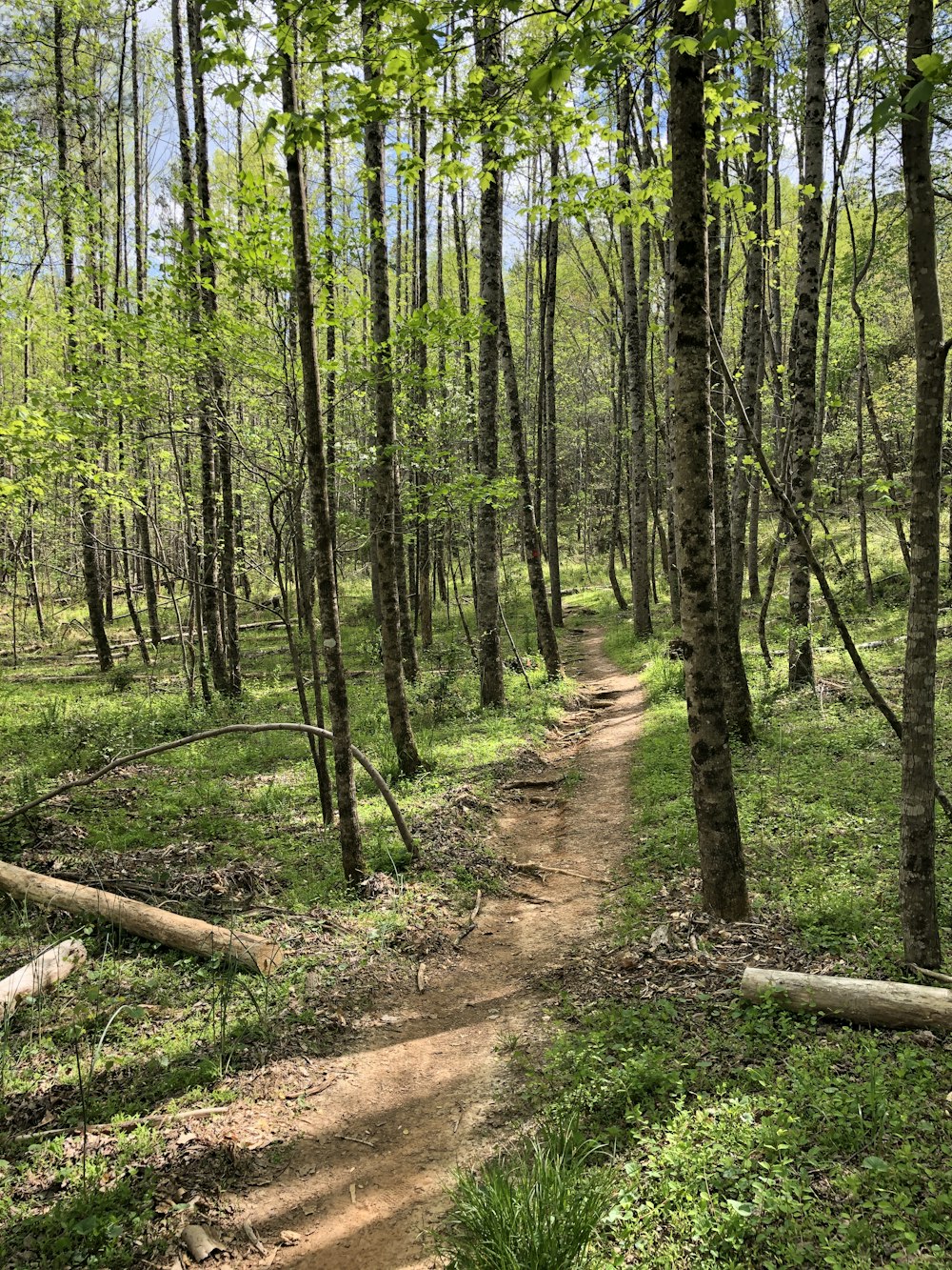 brown dirt road in the middle of green trees