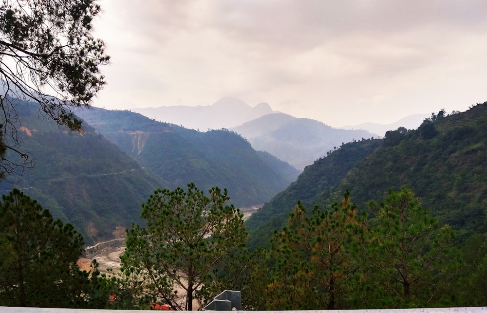 green trees on mountain during daytime