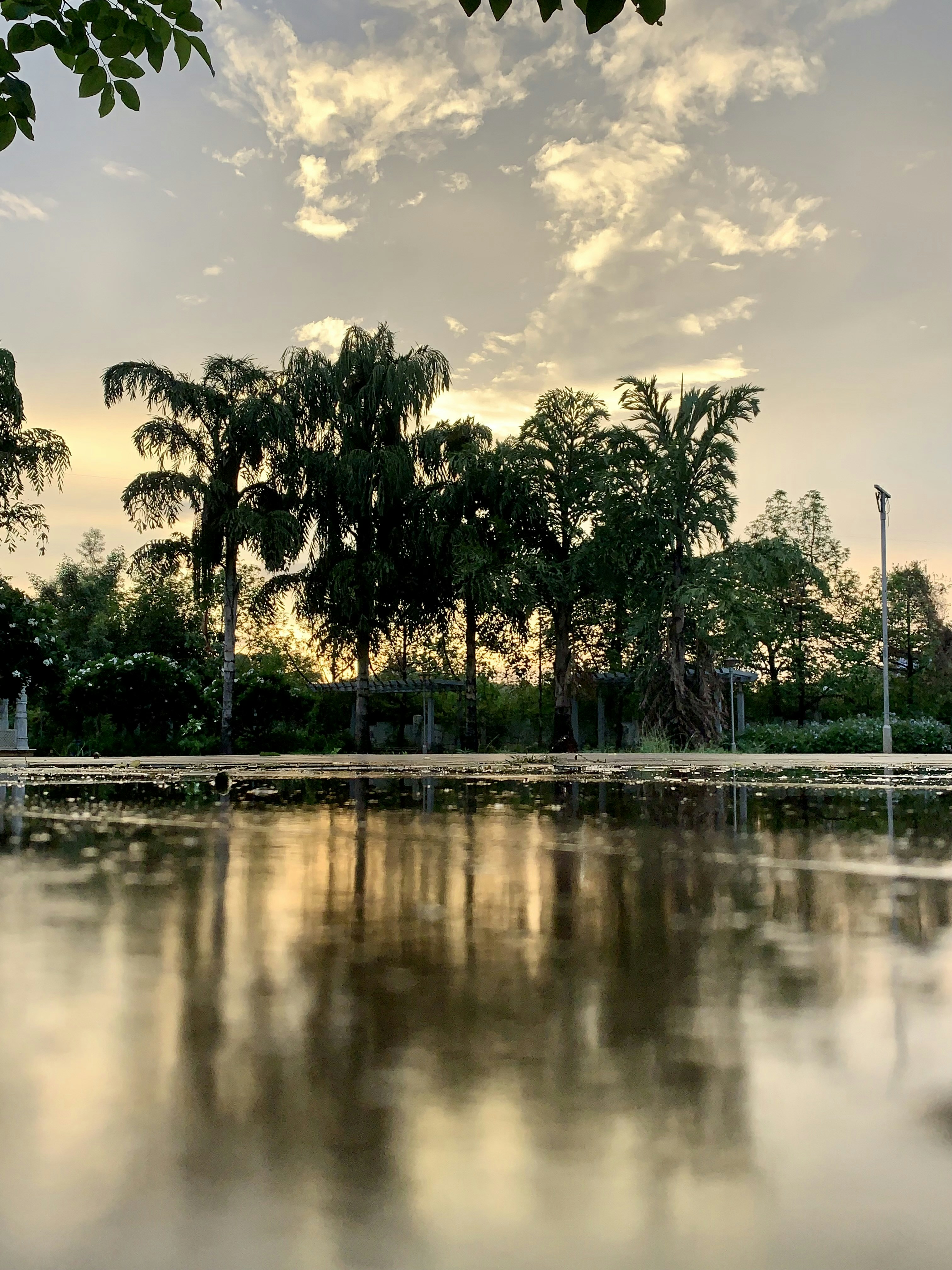 green trees beside body of water during daytime