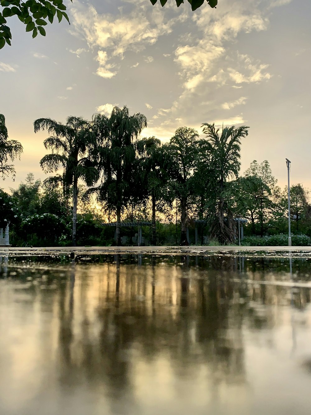 green trees beside body of water during daytime