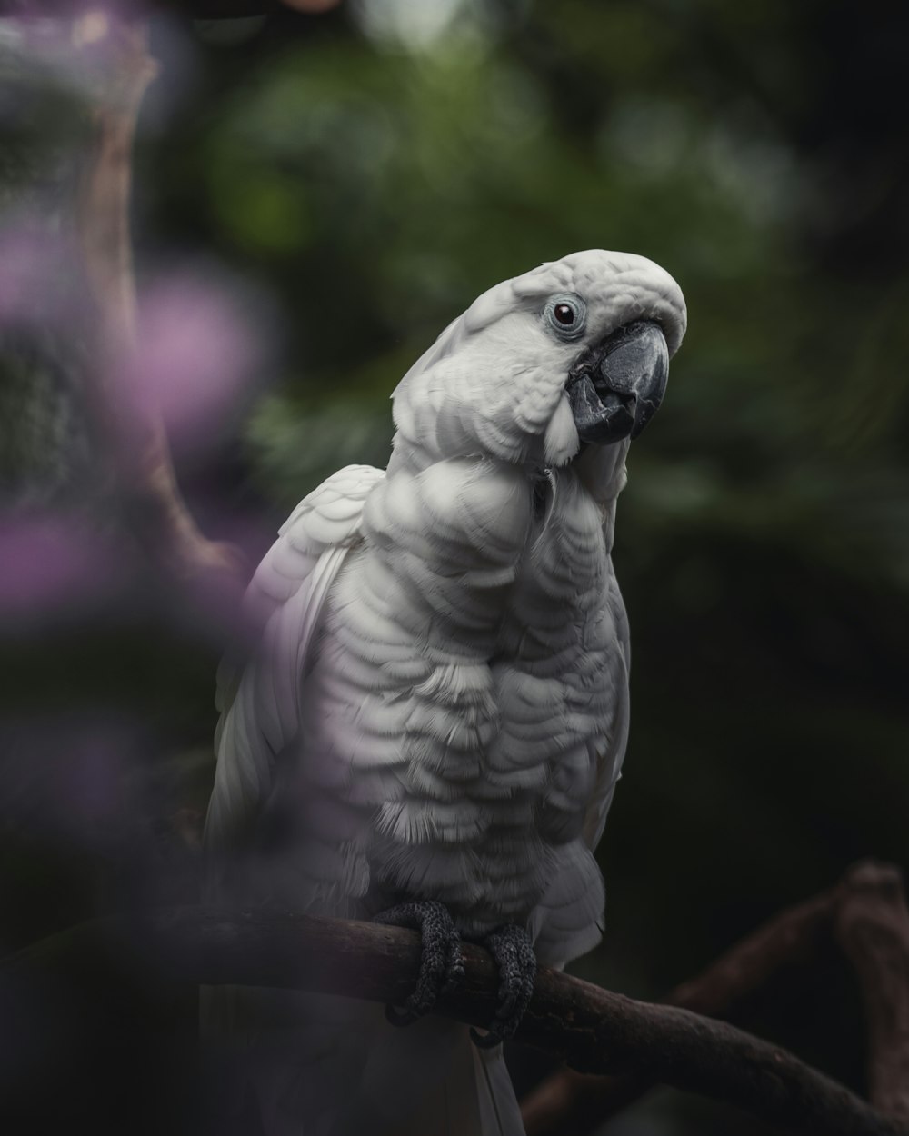 Uccello bianco sul ramo marrone dell'albero